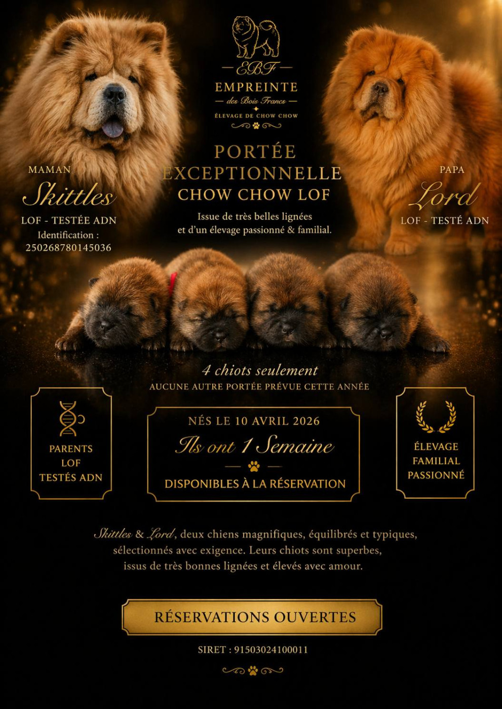 Empreinte des Bois Francs - Chow Chow - Portée née le 10/04/2026