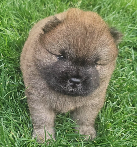 Empreinte des Bois Francs - Chiots disponibles - Chow Chow